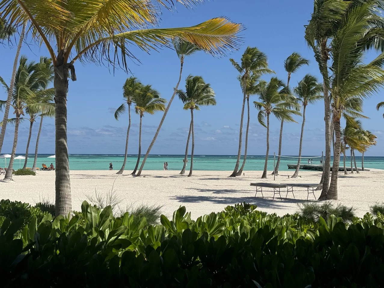 Palms along the water at Hyatt Ziva Cap Cana