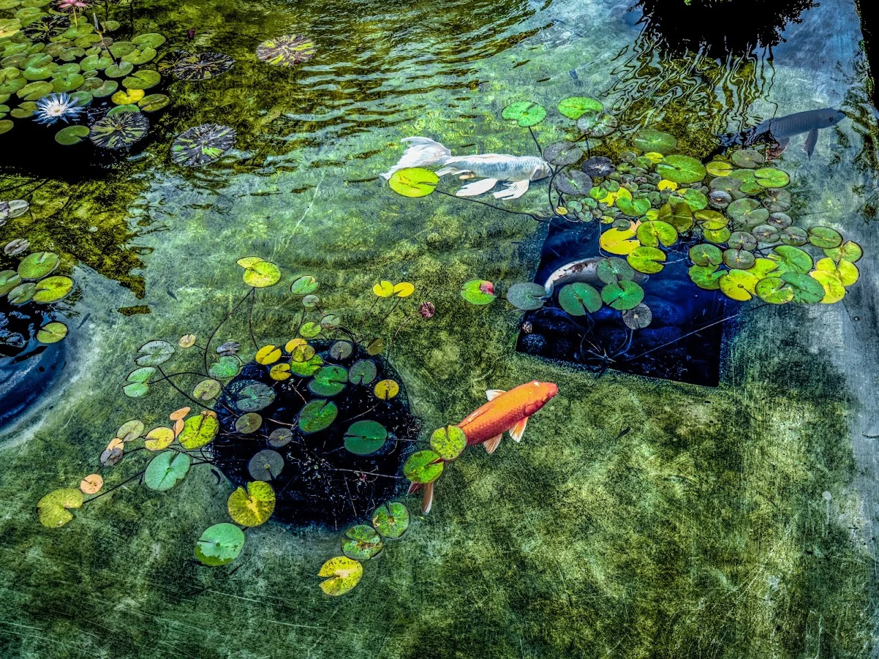 Koi among the lily pads at the Getty Villa
