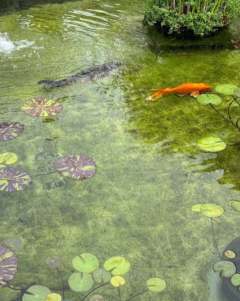 The Getty Villa garden pond