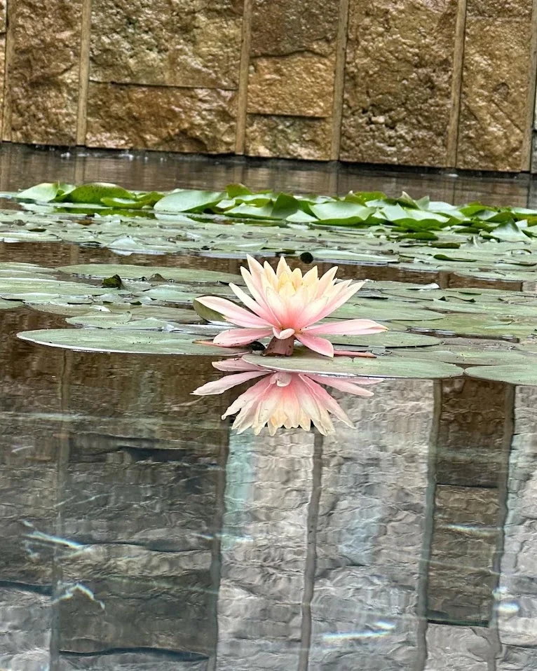 A water lily in the Getty Villa garden